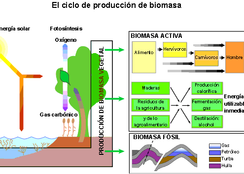 Produccion de biomasa